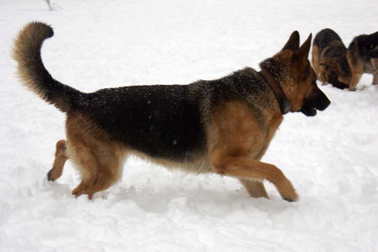Kenia 12 Decembre 2010 - German Shepherd berger allemand de lignee de champion
