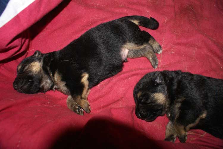 Chiots berger allemand sept 2010 Lady X Capone