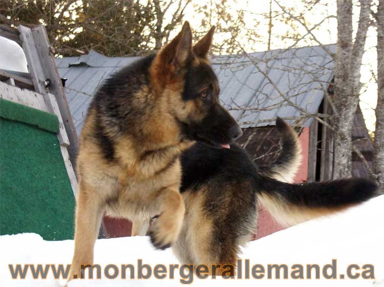 Chiots et chien berger allemand  - 15 mars 2011