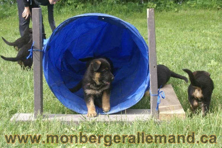 Lady - Chiots berger allemand a Lady