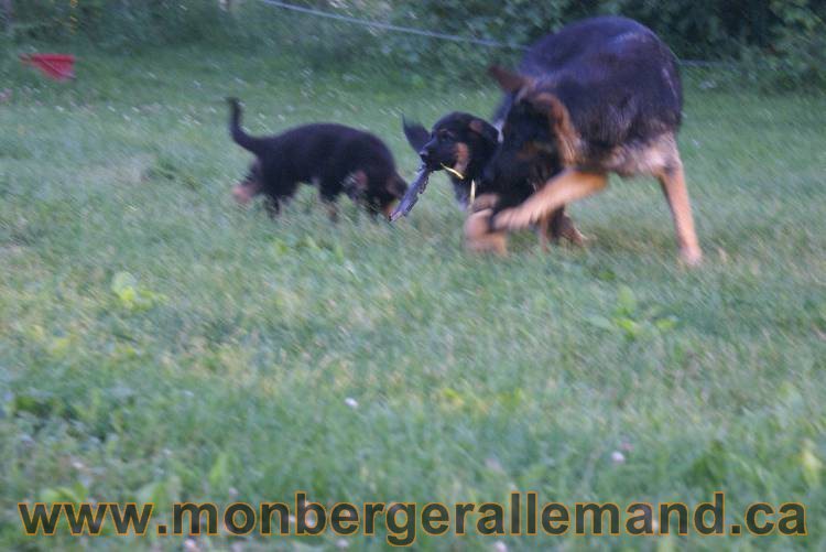 Photos de nos chiots berger allemands 21 juin 2011