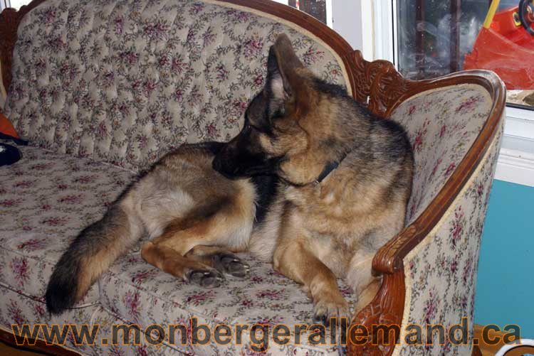 Nos chiens berger allemand - Chiot Berger Allemand a vendre regulierement - Québec, Canada , Montreal , gatineau sherbrooke, mirabel, lanaudière, laurentides, estrie et plus.
