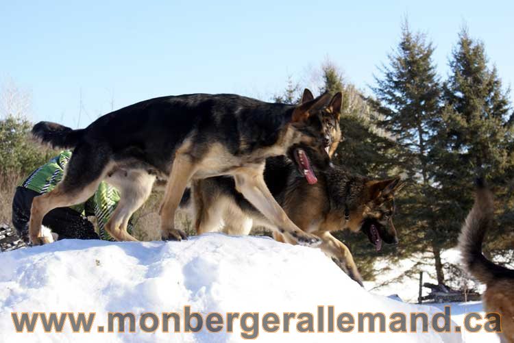 Photo berger allemand Janvier 2011 - outaouais-Laurentides-monteregie-estrie-montreal-gatineau-laval