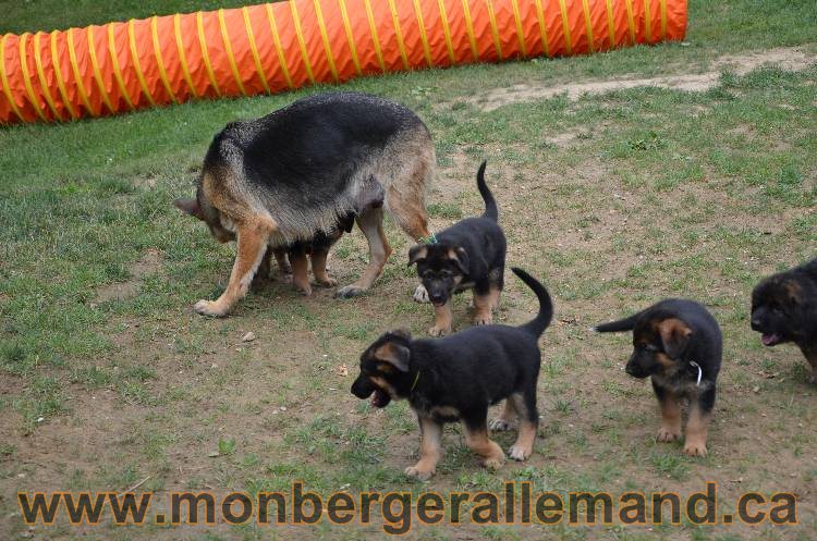 Les chiots berger allemand - 3 Aout 2011