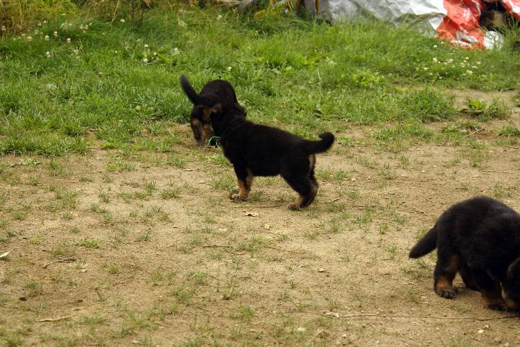 Les chiots berger allemand a Roxy - 22 Juillet 2011