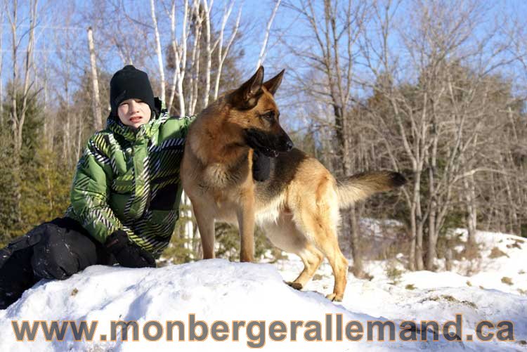 Photo berger allemand Janvier 2011 - outaouais-Laurentides-monteregie-estrie-montreal-gatineau-laval