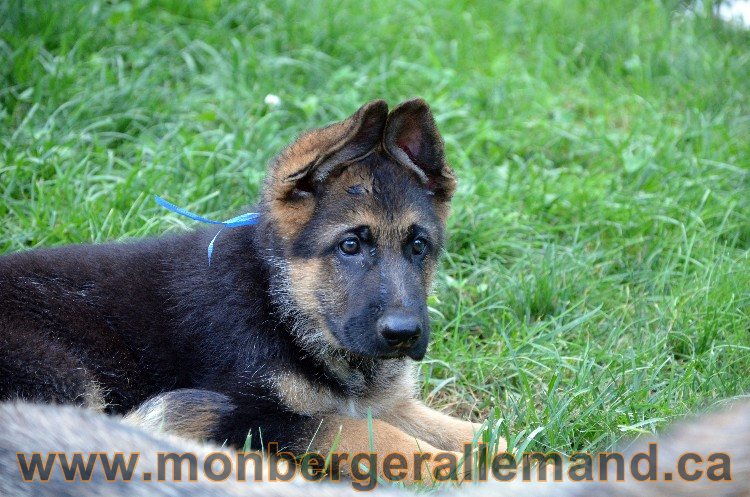 Chiot berger allemand male - 4 Aout 2011