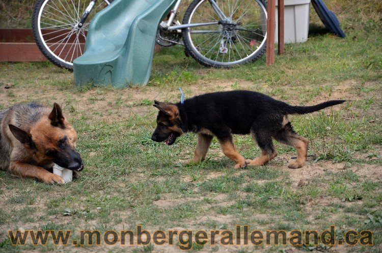 Chiot berger allemand male - 4 Aout 2011