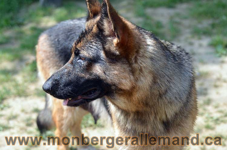Les chiens et les Chiots berger allemand !