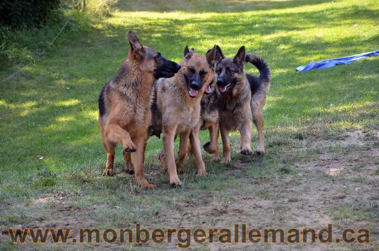 Les chiens et les Chiots berger allemand !