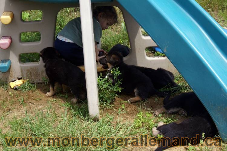 Les chiots berger allemand a Kenya - 13 juillet 2011