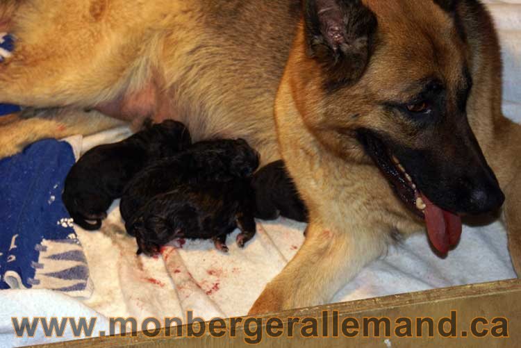 Chiots berger allemand a Kenya né le 7 juin 2011