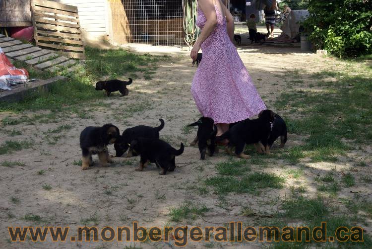 Les chiots et chien berger allemand - 16 juillet 2011