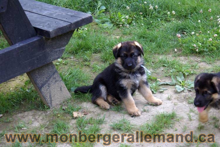 Les chiots et chien berger allemand - 16 juillet 2011Les chiots et chien berger allemand - 16 juillet 2011