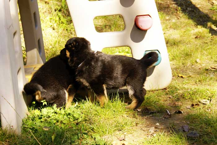 Chiot Blanc berger allemand 11 octobre 2010