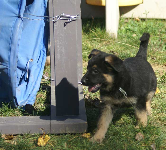 Chiot berger Allemand  blanc 16 et 17 Octobre 2010