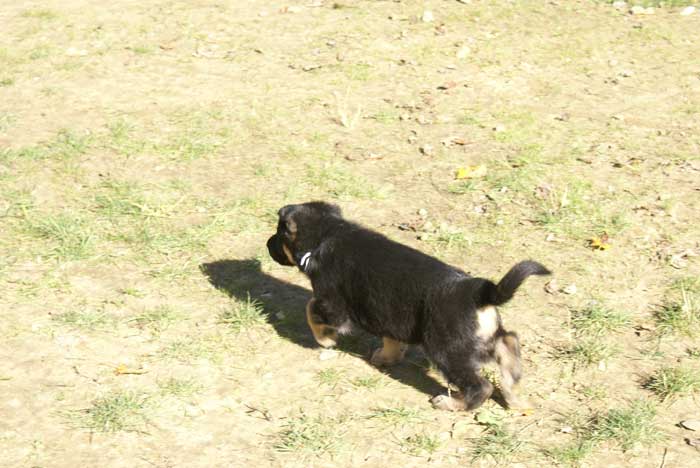 Chiot berger Allemand  blanc 16 et 17 Octobre 2010