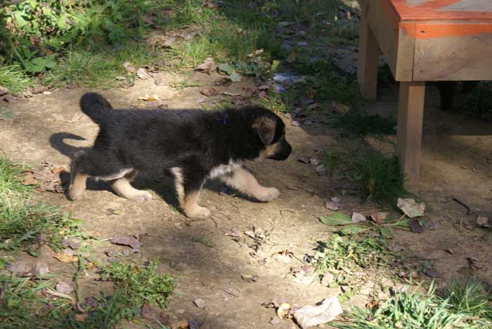 Chiot Bleu berger allemand 11 octobre 2010