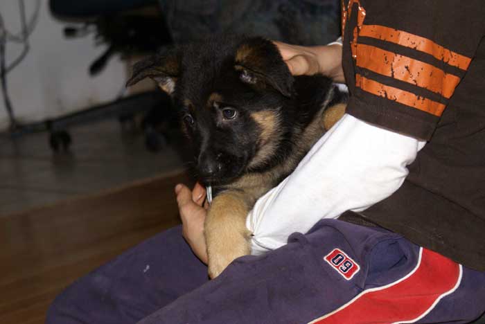 Chiots Berger allemand Blanc