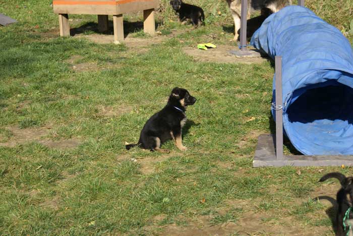 Chiot berger Allemand bleu clair 22 et 23 Octobre 2010