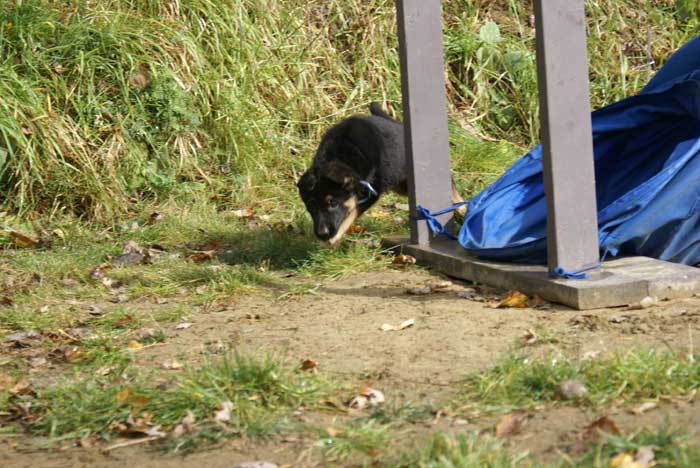 Chiot berger Allemand bleu clair 22 et 23 Octobre 2010