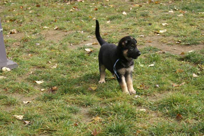 Chiot berger Allemand bleu clair 22 et 23 Octobre 2010