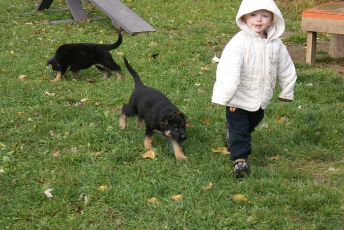 Chiot berger Allemand bleu clair 22 et 23 Octobre 2010