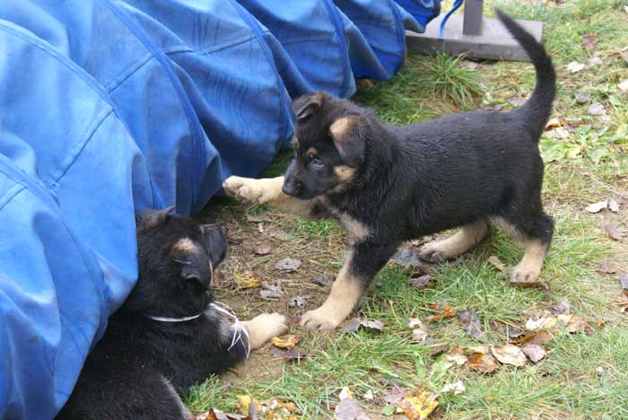 Chiot berger Allemand bleu clair 22 et 23 Octobre 2010