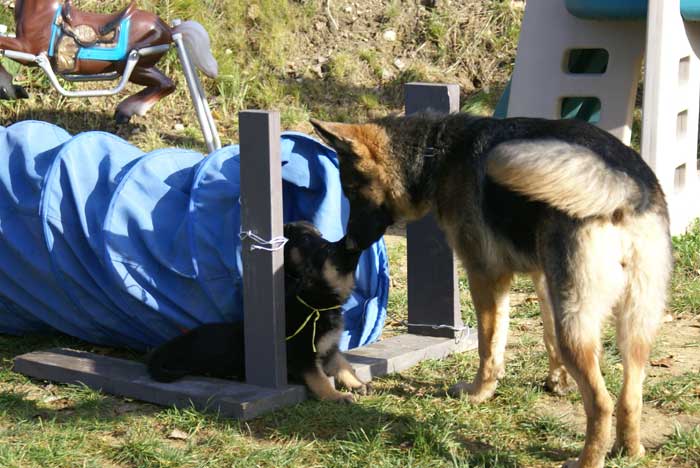 Chiot berger Allemand JAUNE 22 et 23 Octobre 2010