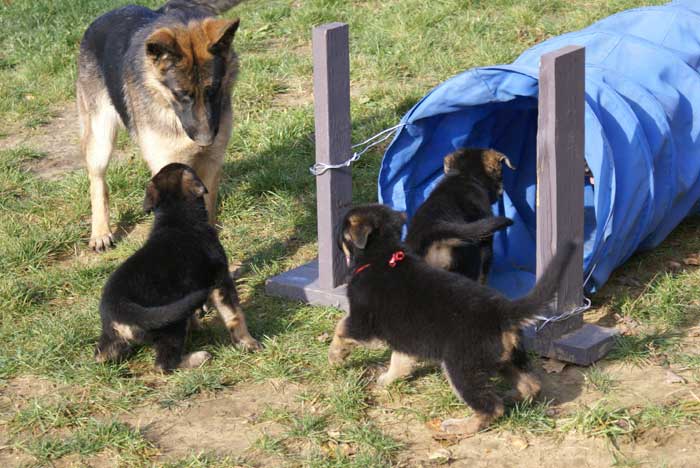 Chiot berger Allemand Rouge 22 et 23 Octobre 2010