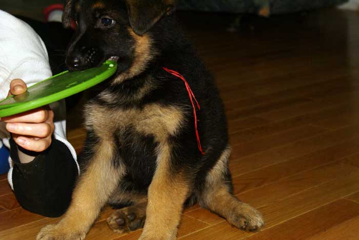 Chiot berger Allemand Rouge 22 et 23 Octobre 2010