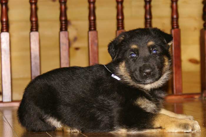 Chiot berger allemand - German Shepherd