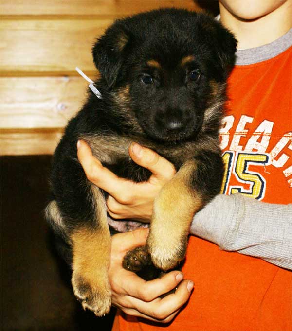 Chiot berger allemand - German Shepherd