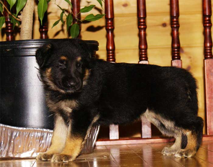 Chiot berger allemand - German Shepherd