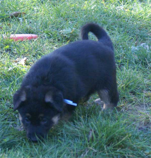 Chiots berger Allemand - German Shepherd