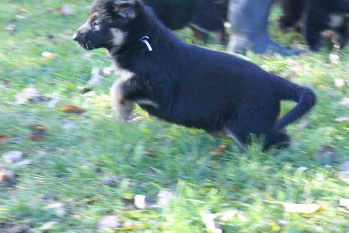 Chiots berger Allemand - German Shepherd