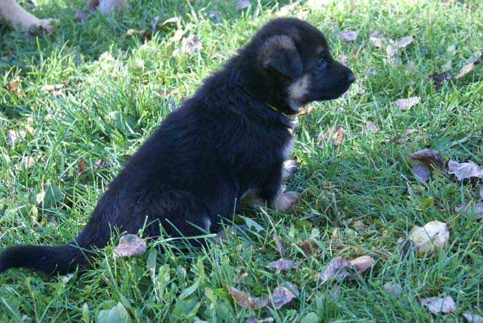 Chiots berger Allemand - German Shepherd