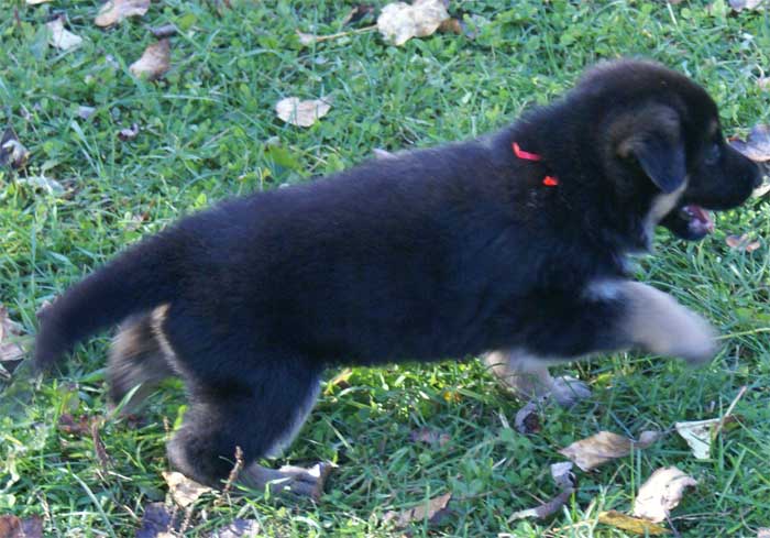 Chiots berger Allemand - German Shepherd