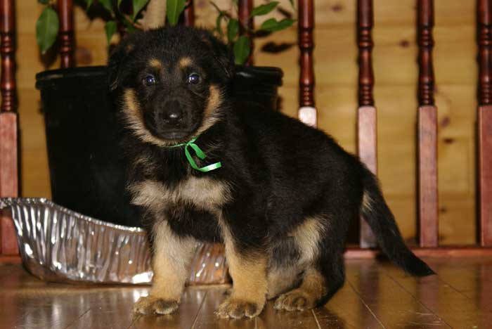 Chiot Berger allemand - German Shepherd