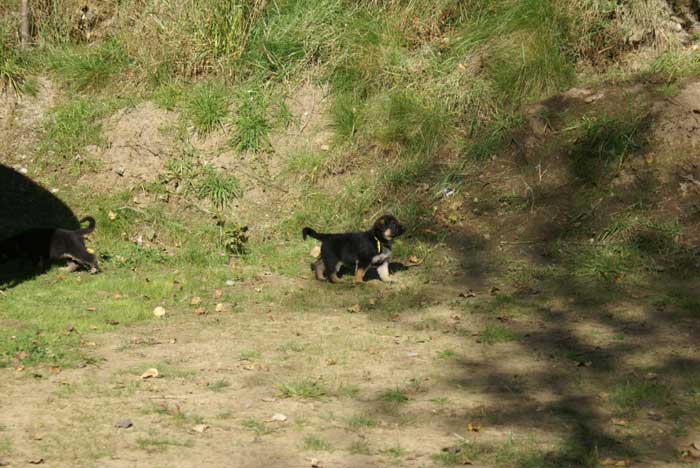 Chiot Jaune berger allemand 11 octobre 2010