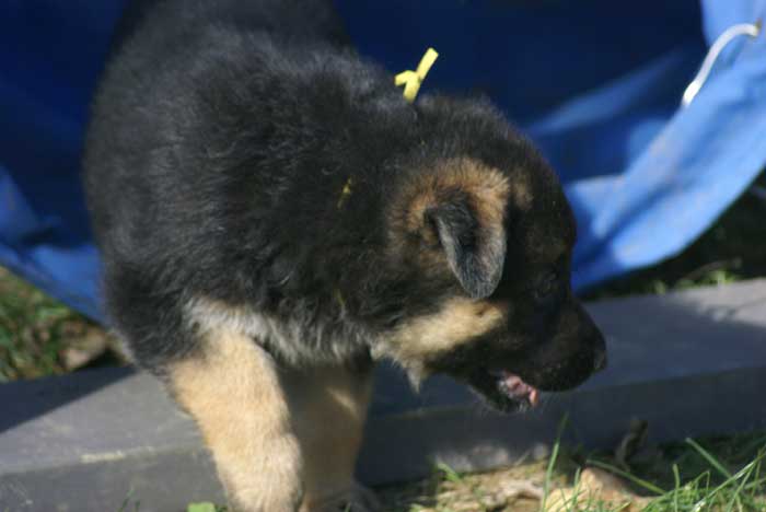 Chiot berger Allemand  jaune 16 et 17 Octobre 2010