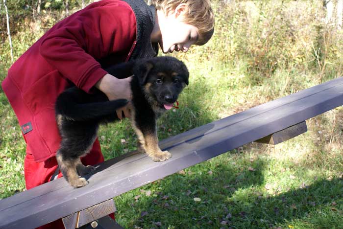 Chiot Rouge berger allemand 11 octobre 2010