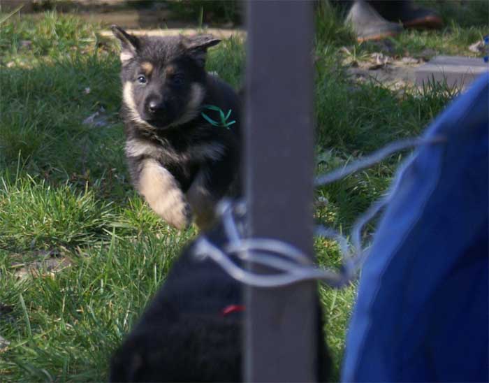 Chiot Vert berger allemand 11 octobre 2010