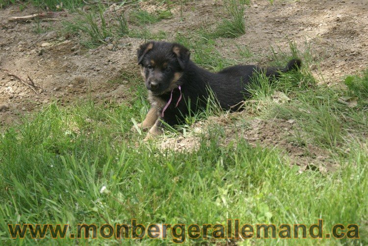 Chiots berger allemand - Lady 4 Juin 2011