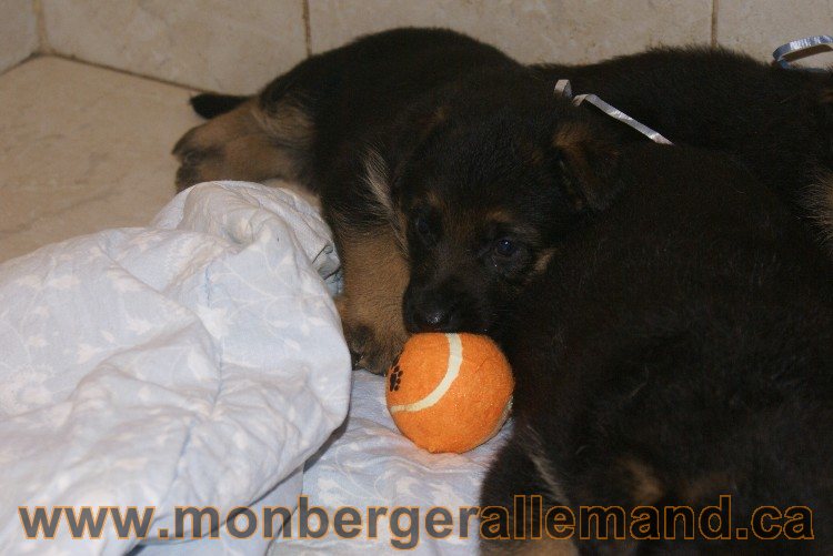 Les chiots 31 mai 2011 - Berger allemand de grande lignée