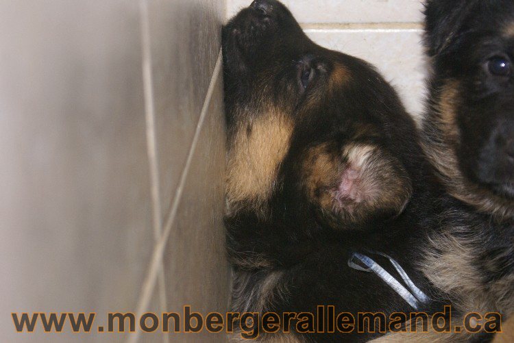 Blue clair - Male Berger Allemand