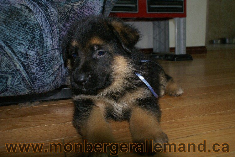 Bleu Clair - Male Berger allemand