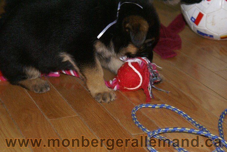 Bleu Clair - Male Berger allemand