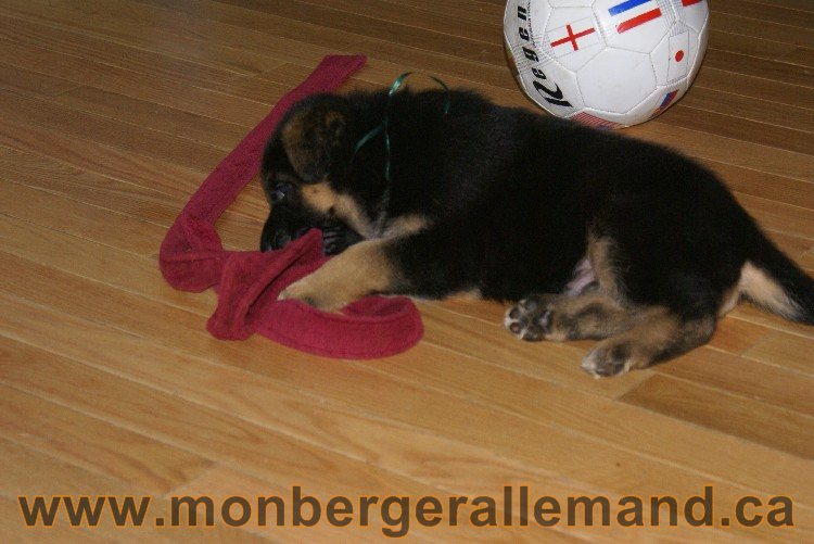 Vert - Male Berger allemand