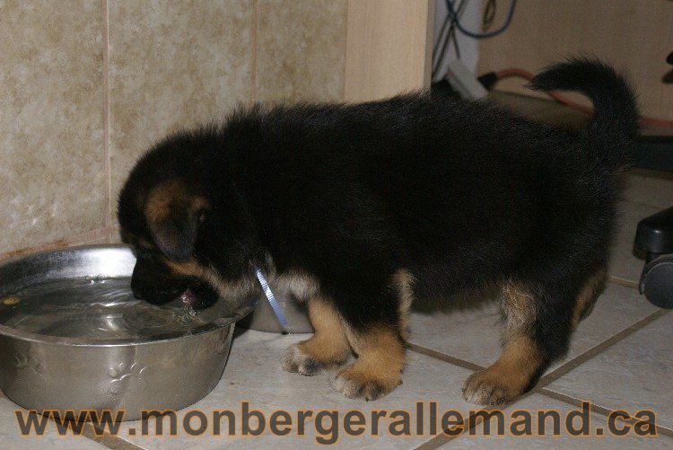 Bleu Clair - Male Berger allemand